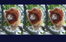 3 ASLAN ‘MİYAVVVV’ DEDİ…TOPLU SÖZLEŞME GÖRÜŞMELERİNE 7 GÜN ARA VERİLDİ…